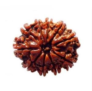 10 Mukhi Rudraksha