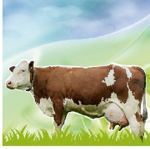 Digest P Livestock Supplements