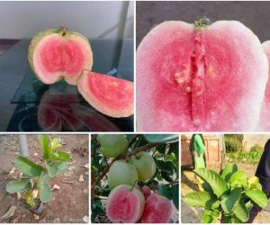 Red Diamond Guava Plant