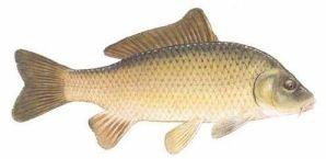 Live Grass Carp Fish