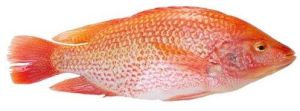 Live Red Tilapia Fish