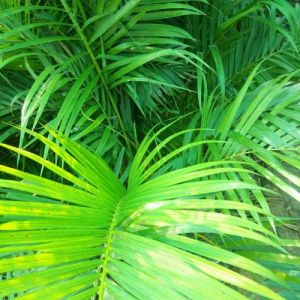 Areca Palm