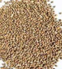 Barnyard Millet Seeds