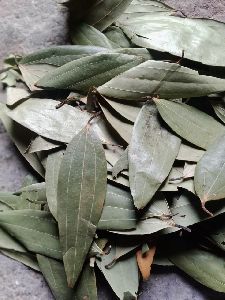 Bay Leaf