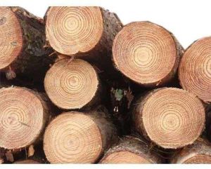 Pine Wood Logs