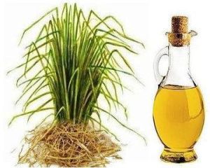 Vetiver Essential Oil