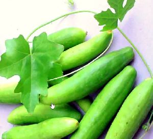 Fresh Ivy Gourd