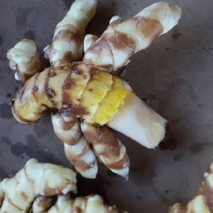 Fresh White turmeric