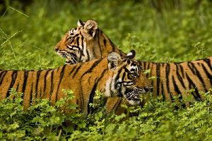 Ranthambore National Park Tour Packages