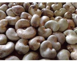 Raw Cashew Nut