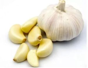 Fresh Garlic