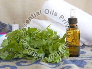 Parsley Seed Oil