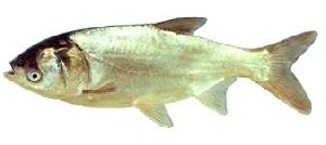 Silver Carp Fish