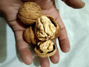 Walnut Shells