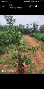 Sapota Plants