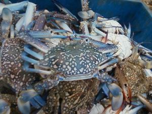 Frozen Blue Swim Crab