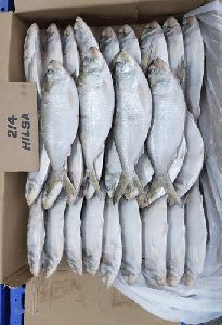 Frozen Hilsa Fish