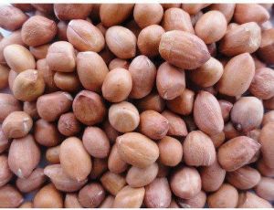 Groundnut Seed