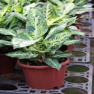 Aglaonema Variegated Plant