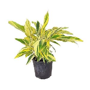 Alpinia Zerumbet Plant