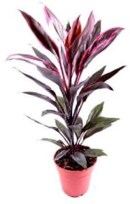 Cordyline Termina Plant