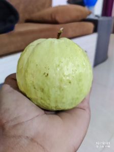 Taiwan Pink Guava