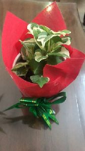 Marriage Return Gifts Indoor Plants