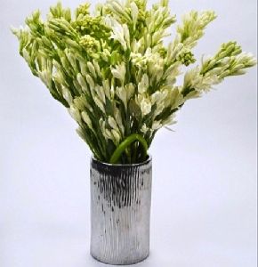 Tuberose Flower Bulbs