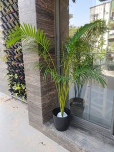 Areca Palm Plant