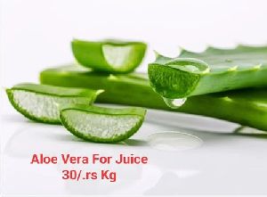 Organic Aloe Vera Leaves