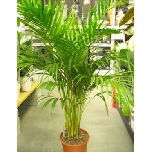 Areca Palm Plant