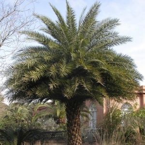 Date Palm Tree