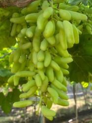 Fresh Green Grapes