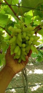 Seedless Grapes