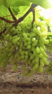 Seedless Grapes