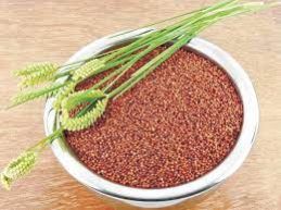 Finger Millet Seeds