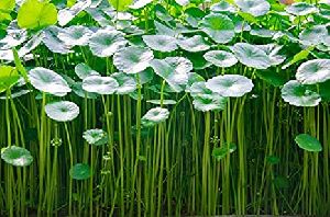 Centella Asiatica VALLARAI