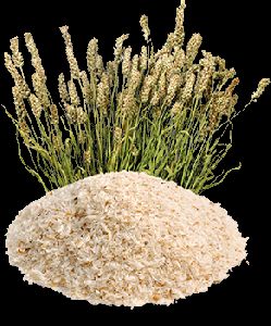 Psyllium Husk