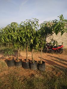 Alphonso Mango Plants