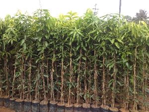 Benishan Mango Plants