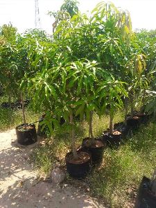 Dasheri Mango Plants
