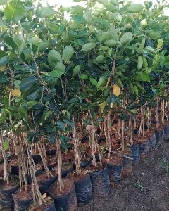 Jamun Plants