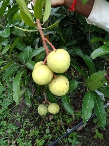 Royal Special Mango Plants