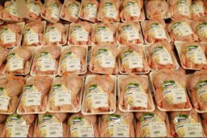 Frozen Chicken Meat