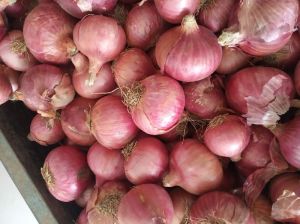 Fresh Onion