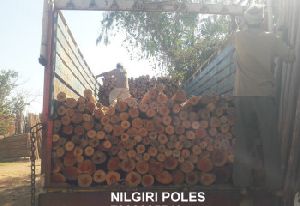 nilgiri centring wooden pole