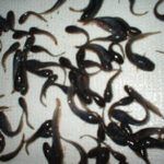 Magur Fish Seeds