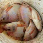 Red Tilapia Fish Seeds