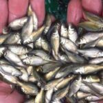 Rohu Fish Seeds