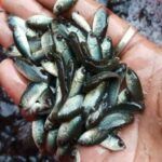 Sea Bass Fish Seeds